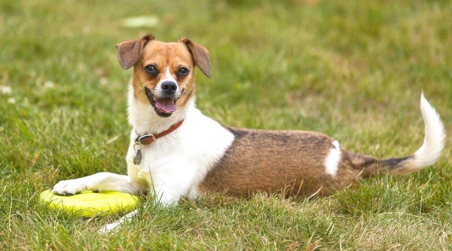 Beagle and Chihuahua Mix